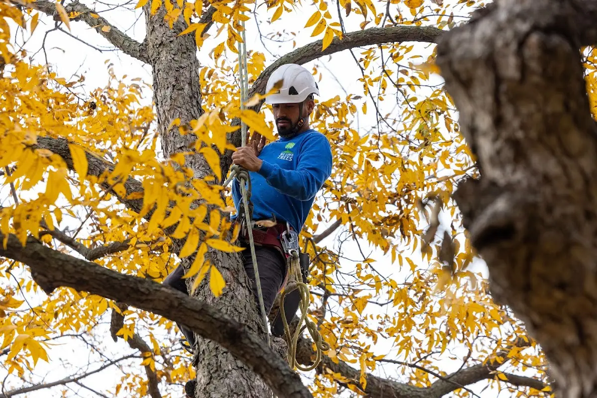 Skilled Tree Trimming crew working in Norton