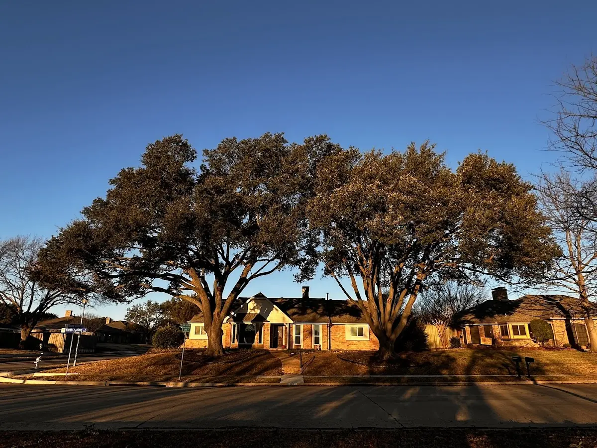 Established residential canopy tree shading a home in Norton